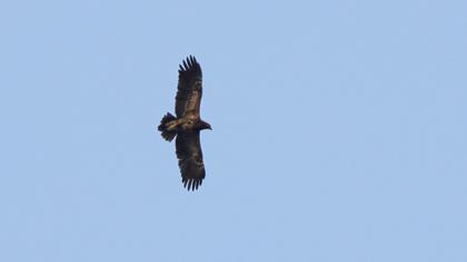Lesser Spotted Eagle