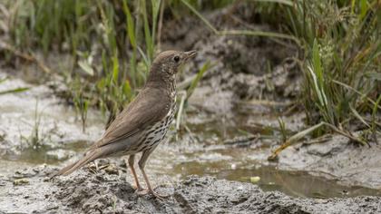 Song Thrush