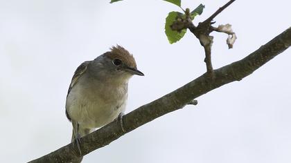 Eurasian Blackcap