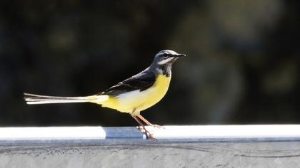 Grey Wagtail
