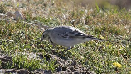 White Wagtail