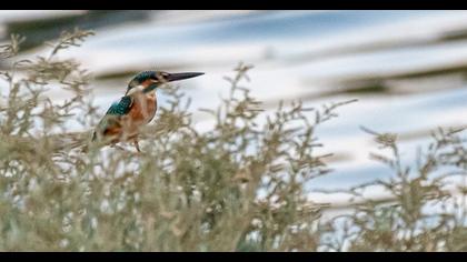 Common Kingfisher