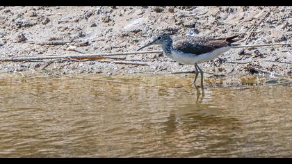 Green Sandpiper