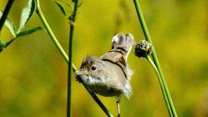 Common Whitethroat