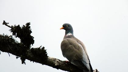 Common Wood Pigeon