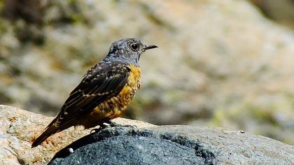 Common Rock Thrush