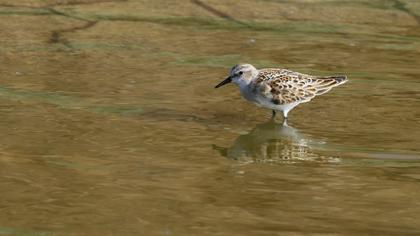 Little Stint
