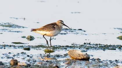 Curlew Sandpiper