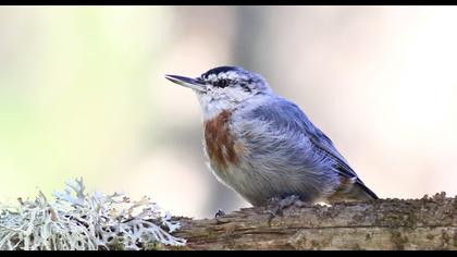 Krüper`s Nuthatch