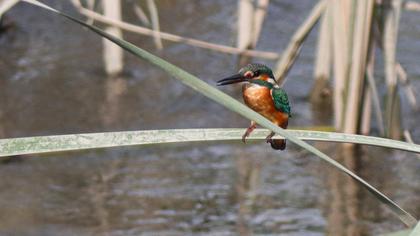 Common Kingfisher