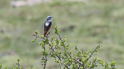 Common Rock Thrush