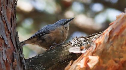 Eurasian Nuthatch