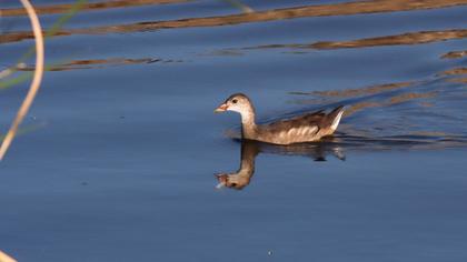 Common Moorhen