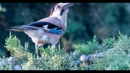 Eurasian Jay
