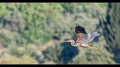 Purple Heron