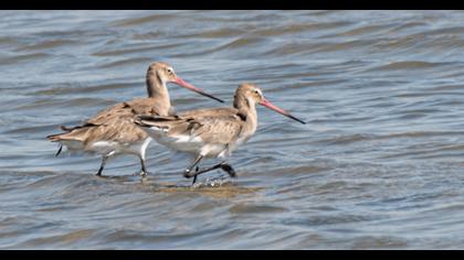 Black-tailed Godwit