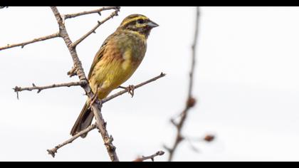 Cirl Bunting