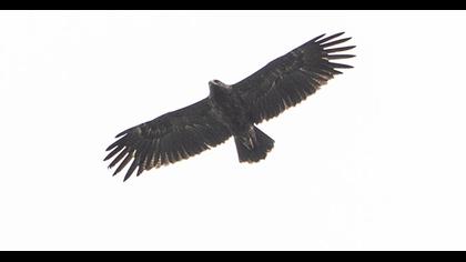Lesser Spotted Eagle
