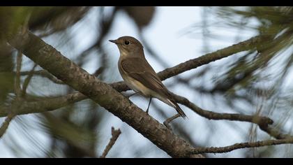 Red-breasted Flycatcher