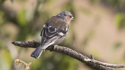 Common Chaffinch