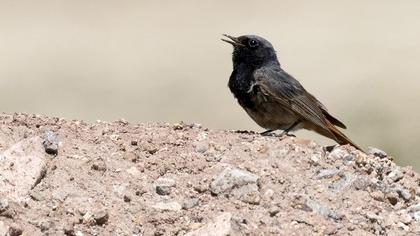 Black Redstart