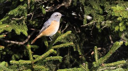 Common Redstart