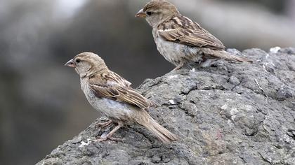 House Sparrow