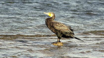Great Cormorant