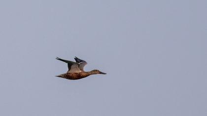Northern Shoveler