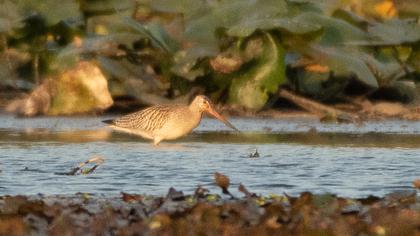 Bar-tailed Godwit