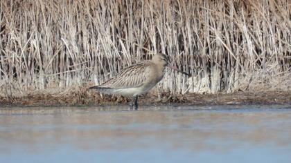 Bar-tailed Godwit