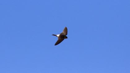 Common House Martin