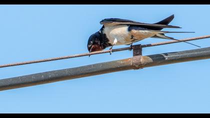 Barn Swallow