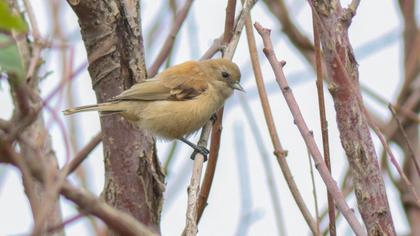 Eurasian Penduline Tit