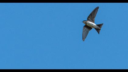 Common House Martin