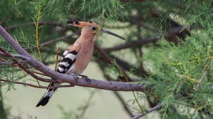 Eurasian Hoopoe