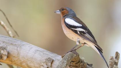 Common Chaffinch