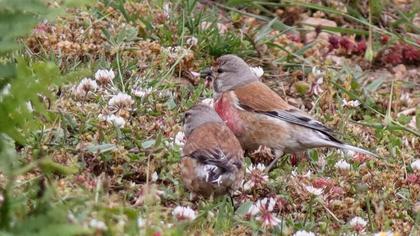 Common Linnet