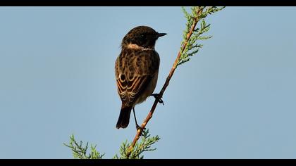 European Stonechat
