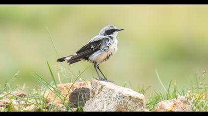 Northern Wheatear