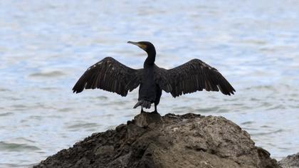 Great Cormorant