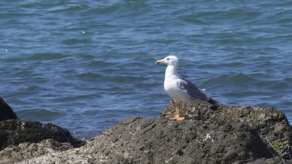 Yellow-legged Gull