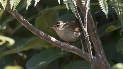 Eurasian Wren