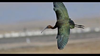 Glossy Ibis