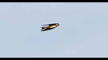 Common House Martin