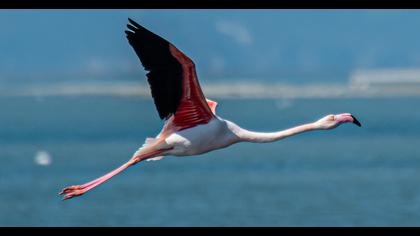 Greater Flamingo