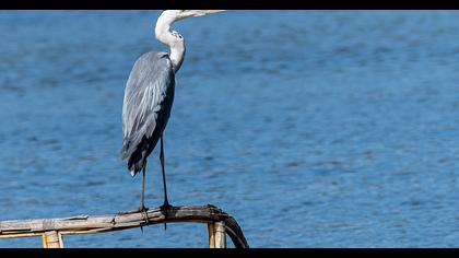 Grey Heron