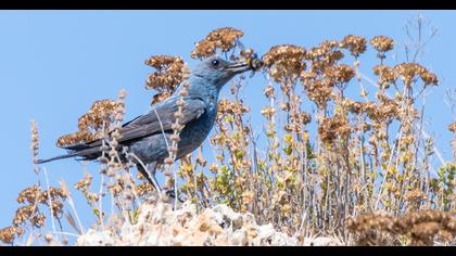 Blue Rock Thrush