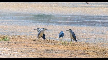 Black-crowned Night Heron