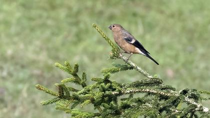 Eurasian Bullfinch